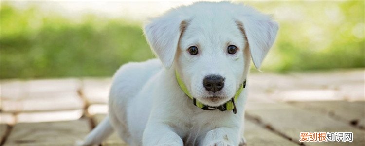 狗狗呕吐物有哪些种类 如何通过呕吐物来分析原因