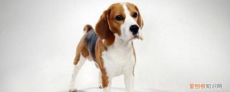 人被狗咬为什么会学狗叫 学狗叫的是精神病而不是狂犬病!