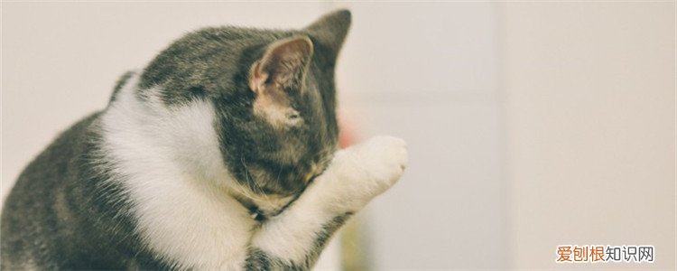 猫猫一直哭是怎么回事 猫哭了怎么回事,小奶猫哭了怎么回事,猫哭了怎么办