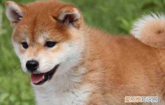 细小是什么? 细小病毒病的治疗指南