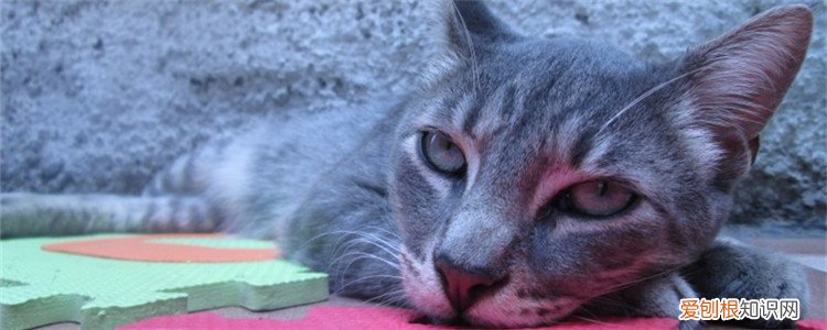 猫咪睡觉的时候为什么打呼噜 猫咪睡觉打呼,猫咪睡觉打呼什么意思,为什么猫咪睡觉打呼