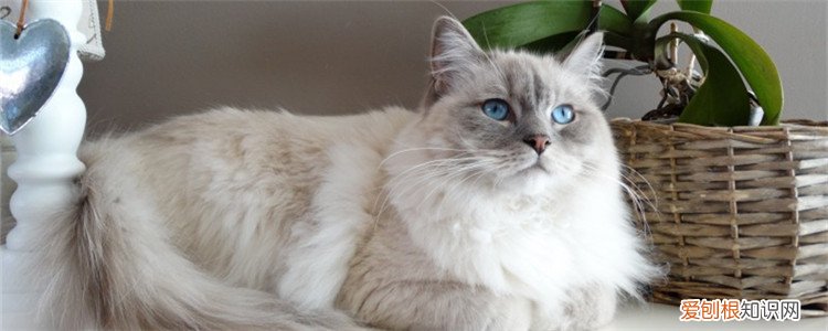 猫不能吃石榴吗 猫咪能吃石榴吗,猫咪可以吃石榴吗,猫咪可以吃石榴肉吗