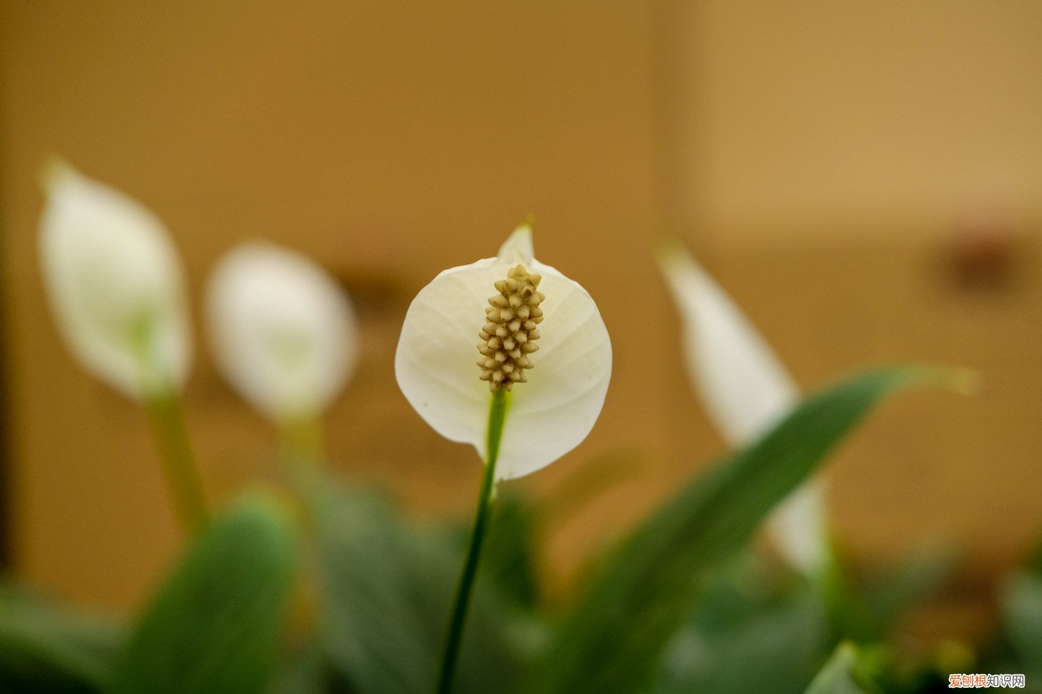 白掌的开花期 白掌的花期及养护