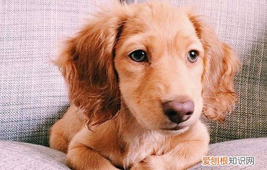 狗狗牙周炎是什么? 该如何预防?