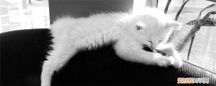 猫咪的指甲脱落是怎么回事 猫咪指甲脱落,猫咪指甲脱落怎么回事,猫咪指甲脱落发臭