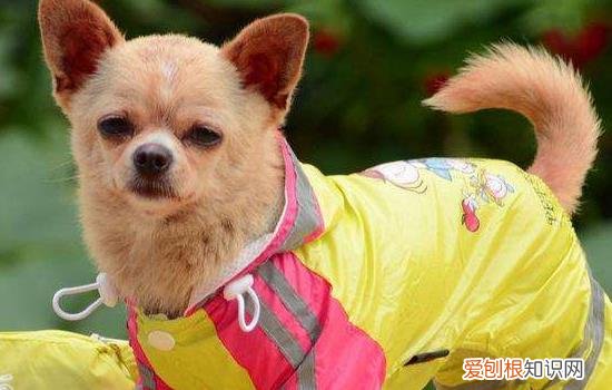 吉娃娃常见疾病及治疗方法 养吉娃娃的都要看看哦！