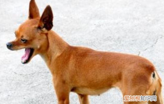 吉娃娃常见疾病及治疗方法 养吉娃娃的都要看看哦！