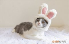 小猫能不能吃奶油蛋糕 幼猫可以吃奶油蛋糕吗,猫吃了奶油蛋糕怎么办,橘猫能吃奶油蛋糕吗