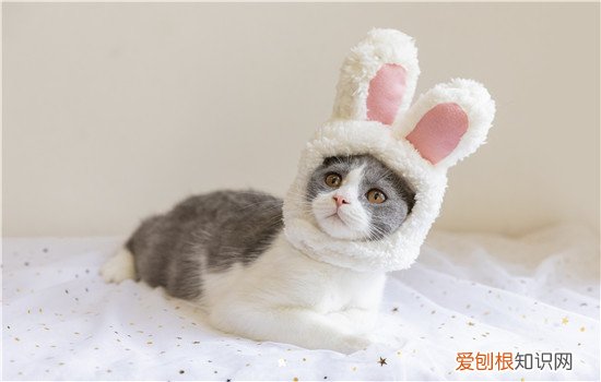 小猫能不能吃奶油蛋糕 幼猫可以吃奶油蛋糕吗,猫吃了奶油蛋糕怎么办,橘猫能吃奶油蛋糕吗