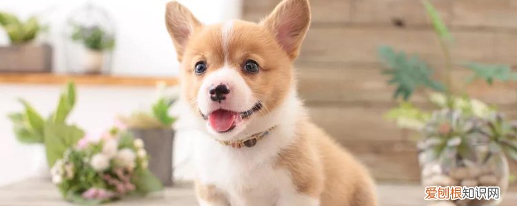 10几天的奶狗突然没精神了 赶紧送医！