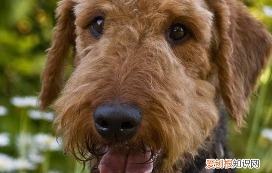 狗狗呕吐时要冷静处理,狗狗呕吐的急救措施有哪些 狗狗呕吐时要冷静处理，狗狗呕吐的急救措施