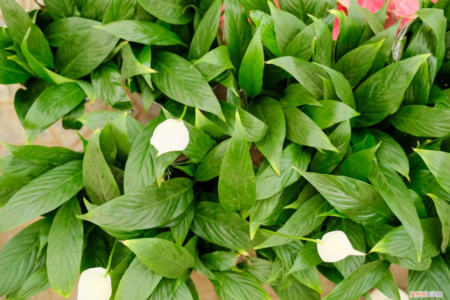 白掌好养吗 新手能养吗 小白掌怎么养