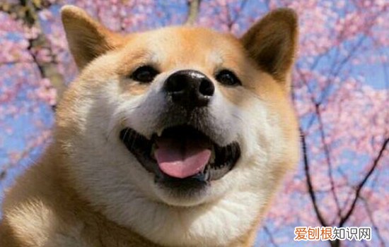 引起狗狗呕吐的原因 详解狗狗经常呕吐的5个主要原因,你知道几个?