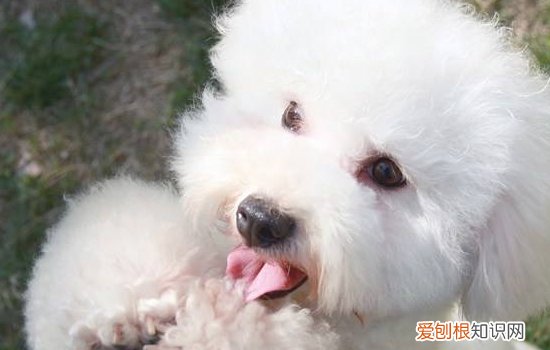 狗狗经常呕吐是怎么回事？ 看频率来判断！