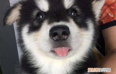 狗狗的急性胃炎是什么导致的 狗狗也会得胃炎哦，狗狗的胃炎会有哪这几种表现哦。