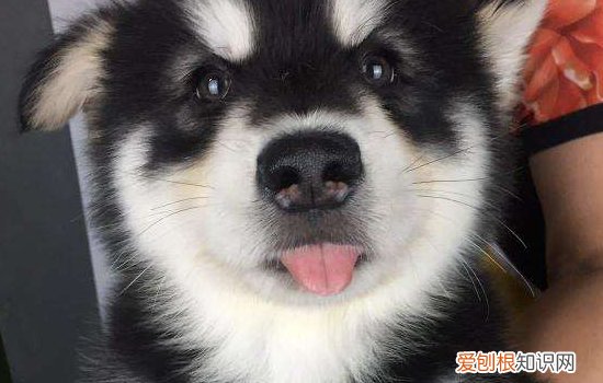 狗狗的急性胃炎是什么导致的 狗狗也会得胃炎哦,狗狗的胃炎会有哪这几种表现哦。