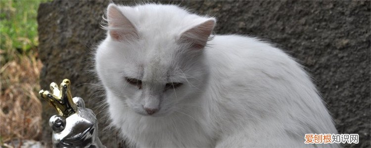 猫便秘拉不出屎吃什么 猫咪便秘拉不出来怎么办,猫咪便秘吃什么,猫咪便秘怎么解决