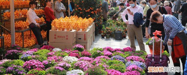 过年家里适合摆什么 过年家里摆什么好