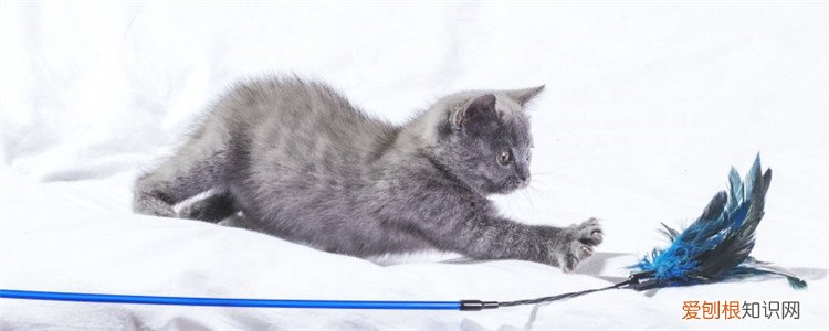 猫咪不爱吃化毛膏怎么喂 猫咪不吃化毛膏咋办,为什么猫咪不吃化毛膏,猫咪不吃化毛膏怎么喂