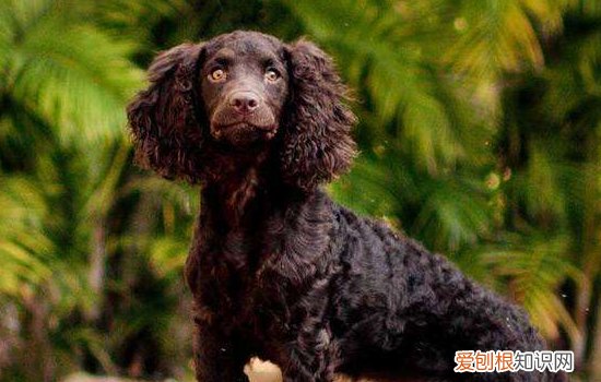 狗狗呕吐该怎么办？ 这三点你要知道！