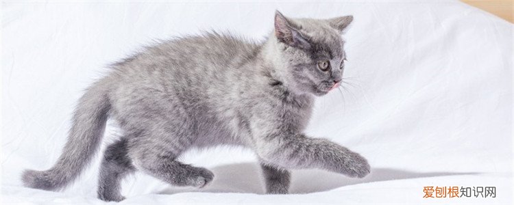 猫后腿无力但能吃能喝,猫后腿无力但能吃能喝,一直叫,猫的后腿无力不吃东西