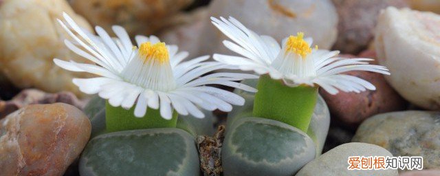 过年家里摆什么花比较好 春节家里适合摆什么花