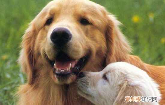 狗狗吃草是什么原因? 吃完后总是呕吐,正常吗?