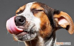 狗狗冬天易患的三种疾病 你一定要提前做好功课哦！