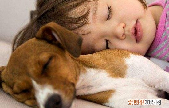 狗狗冬天易患的三种疾病 你一定要提前做好功课哦！