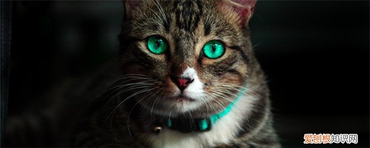 为什么不能给猫咪戴铃铛 猫为什么不能戴铃铛,猫猫为什么不能戴铃铛,猫咪为什么不能戴铃铛