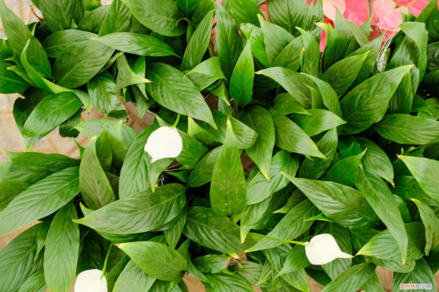 白鹤芋多久浇一次水