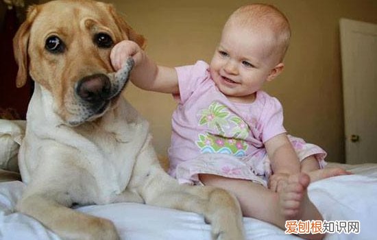 狗狗生病了该怎么照顾？ 教你最全面的护理！