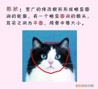 猫咪发腮前后对比图 猫发腮前后对比,公猫发腮前后对比,猫发腮是什么意思