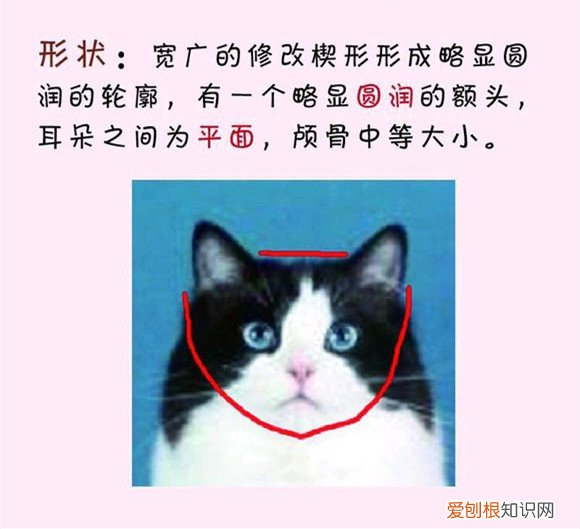 猫咪发腮前后对比图 猫发腮前后对比,公猫发腮前后对比,猫发腮是什么意思