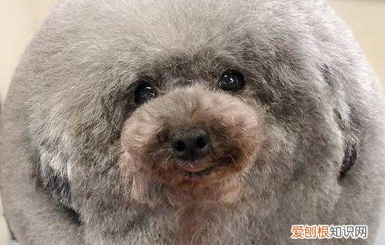 狗狗吃太多会怎么样？ 别再做粗心的主人啦