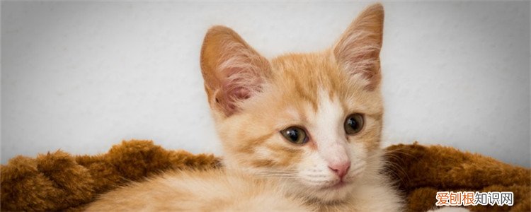 猫咪可以吃多少只虾 猫一天能吃几只虾,猫能吃虾么,猫能吃虾肉吗