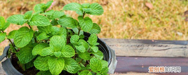 新鲜薄荷存放方法 新鲜薄荷如何存放最佳