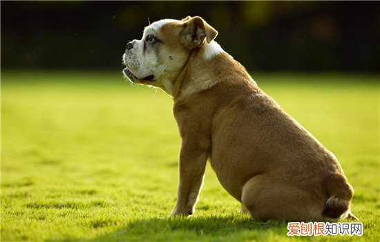 狗狗细小是什么? 该怎么预防?