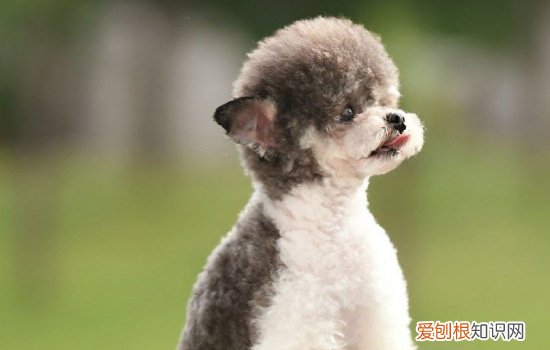 两个多月的狗狗拉稀带血怎么回事 两个月大的狗狗拉稀带血怎么办?