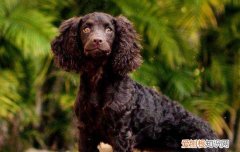 两个多月的狗狗拉稀带血怎么回事 两个月大的狗狗拉稀带血怎么办？