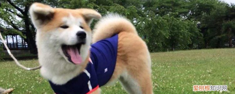 怎么不手术让母狗绝育 正确看待绝育！