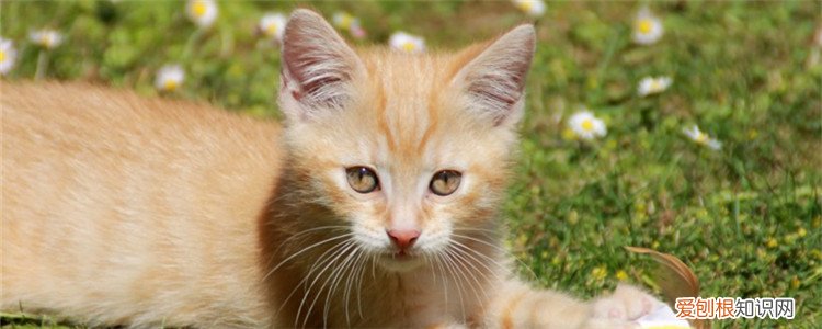 猫的狂犬病的几率大吗,流浪猫得狂犬病的几率,宠物猫得狂犬病的几率