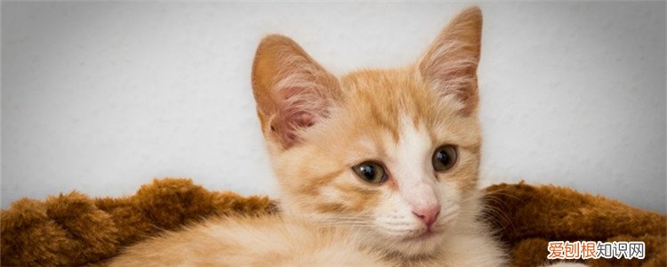 三个月的小猫可以吃蛋黄吗,三个月大的小猫可以吃蛋黄吗,三个月的小猫能不能吃蛋黄