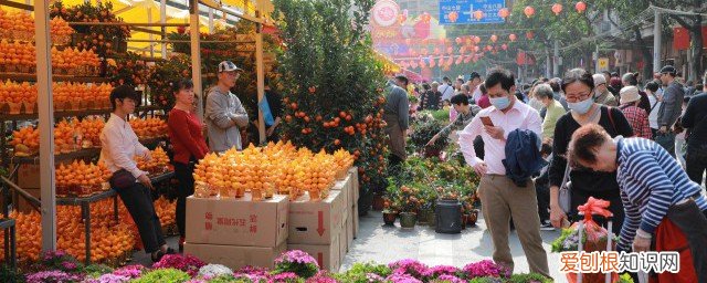春节摆什么水生花好 春节摆哪种水生花好