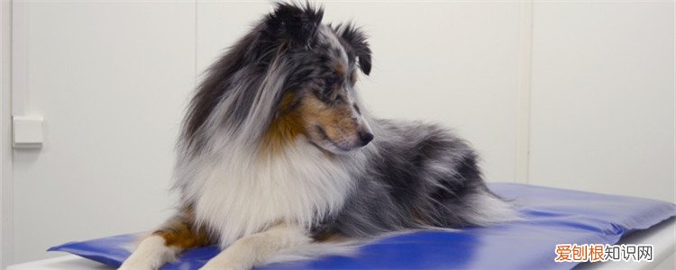 给正在怀孕的狗做绝育 给怀孕的狗绝育有什么危害?