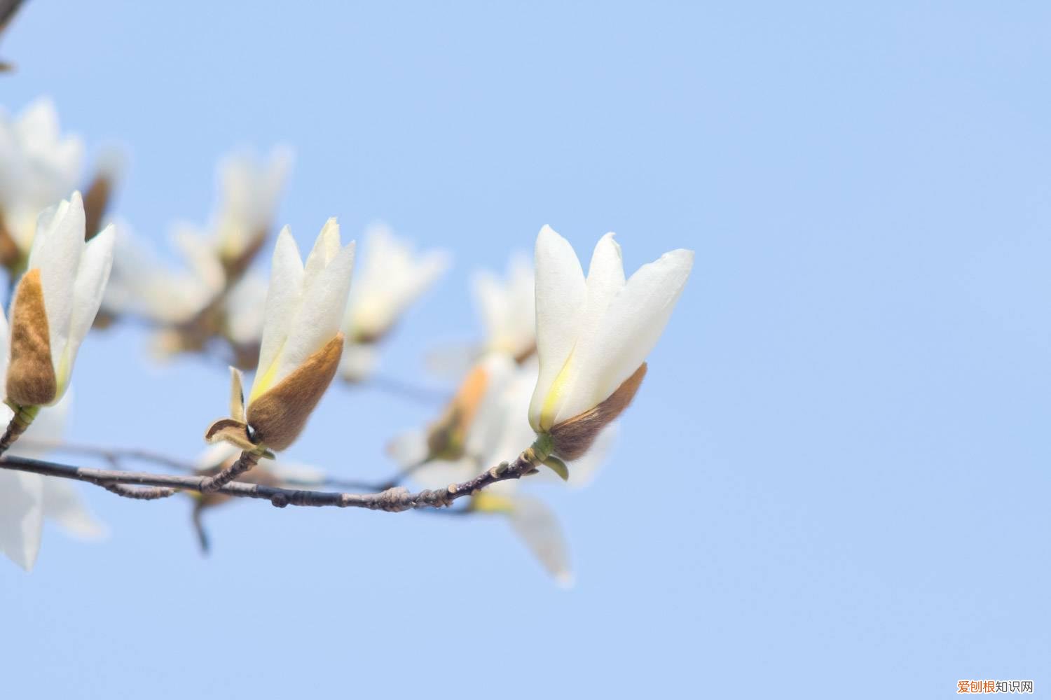 白玉兰移栽 白玉兰的嫁接技术