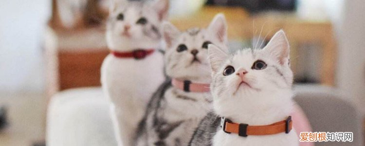 猫抓破皮出血一定要打针吗,猫抓破皮出血要不要打疫苗,被猫抓破皮出血要打针吗