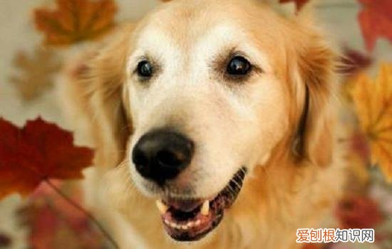 金毛耳朵流脓 主人要当心哦!