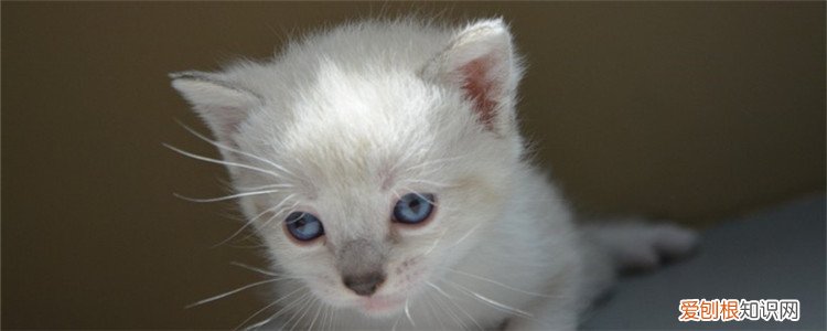 四个月的小猫会自己排便吗,猫什么时候自己排便,刚出生的小猫要什么时候才会自己排便