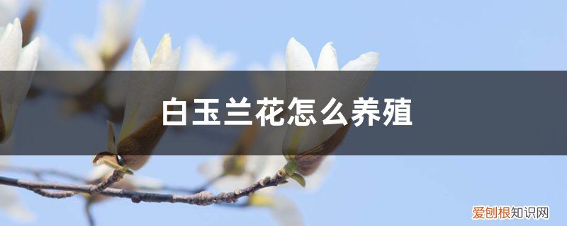 白玉兰花怎么养殖方法 白玉兰花怎么养殖